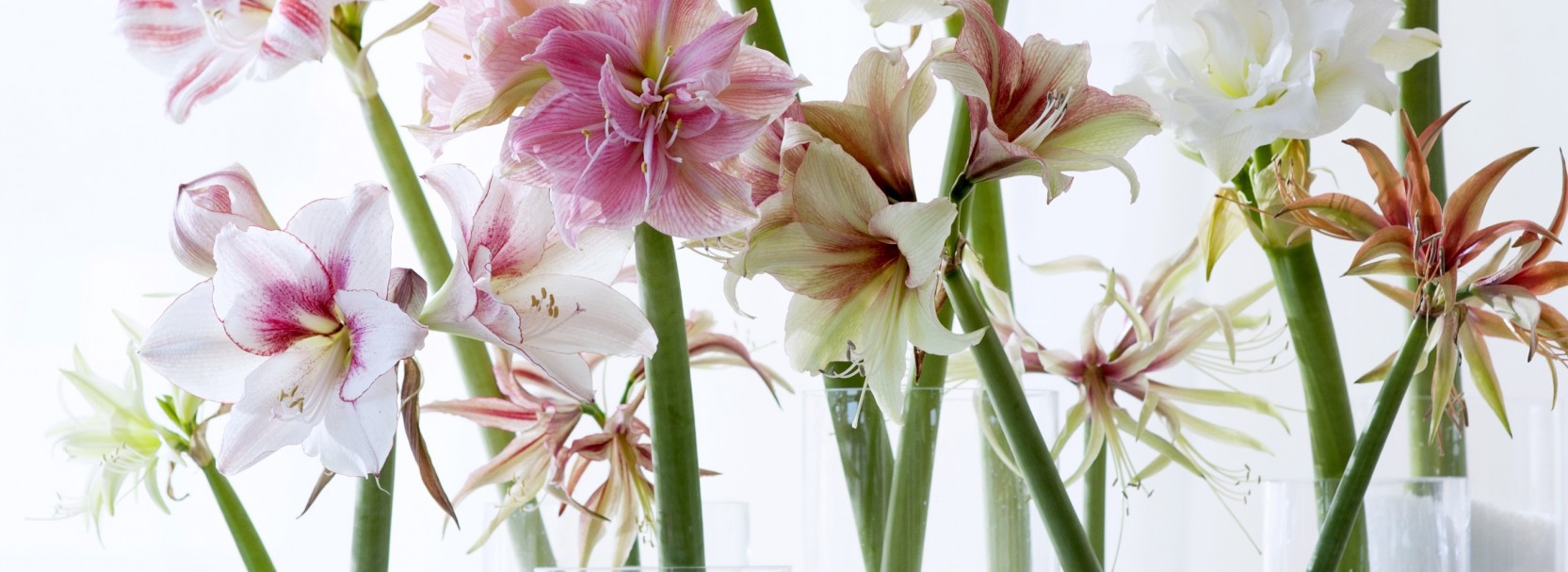 Voor de mooiste bloemen en planten